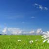 beautiful-white-flowers-in-fields-with-blue-sky-background-hd-wallpapers-1920-x-1080
